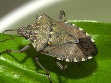 Brown marmorated stink bugs have infiltrated the Gold Coast. Picture: supplied