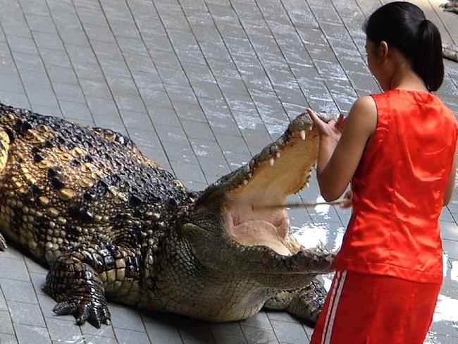 A croc opens his mouth for the trainer.