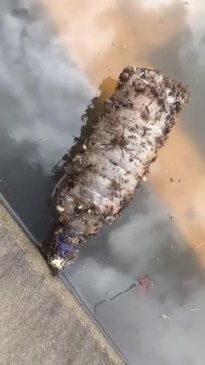 Spiders fleeing Fraser Coast floodwater in sensational fashion.