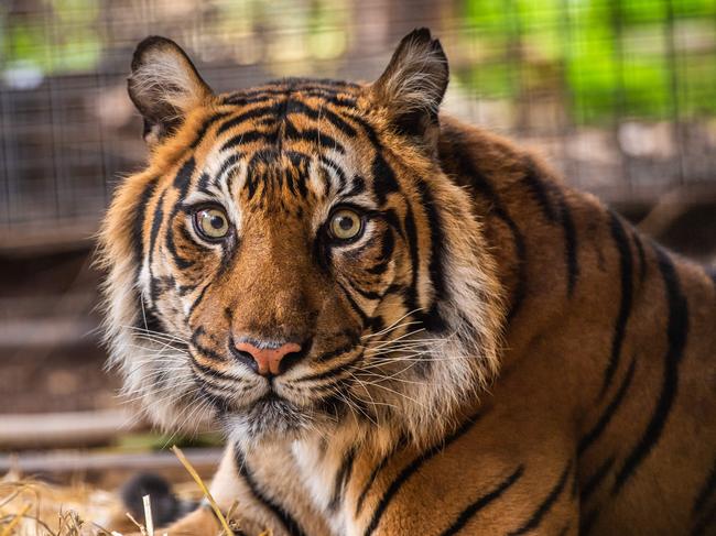 Tiger Binjai at Melbourne Zoo. Picture: Jason Edwards