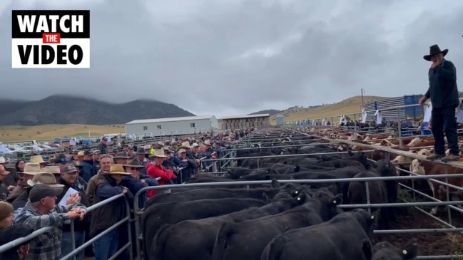 Mountain Calf Sales