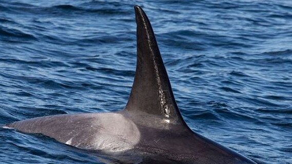 They may look beautiful but they are among the world’s most fearsome hunters. Picture: Go Whale Watching
