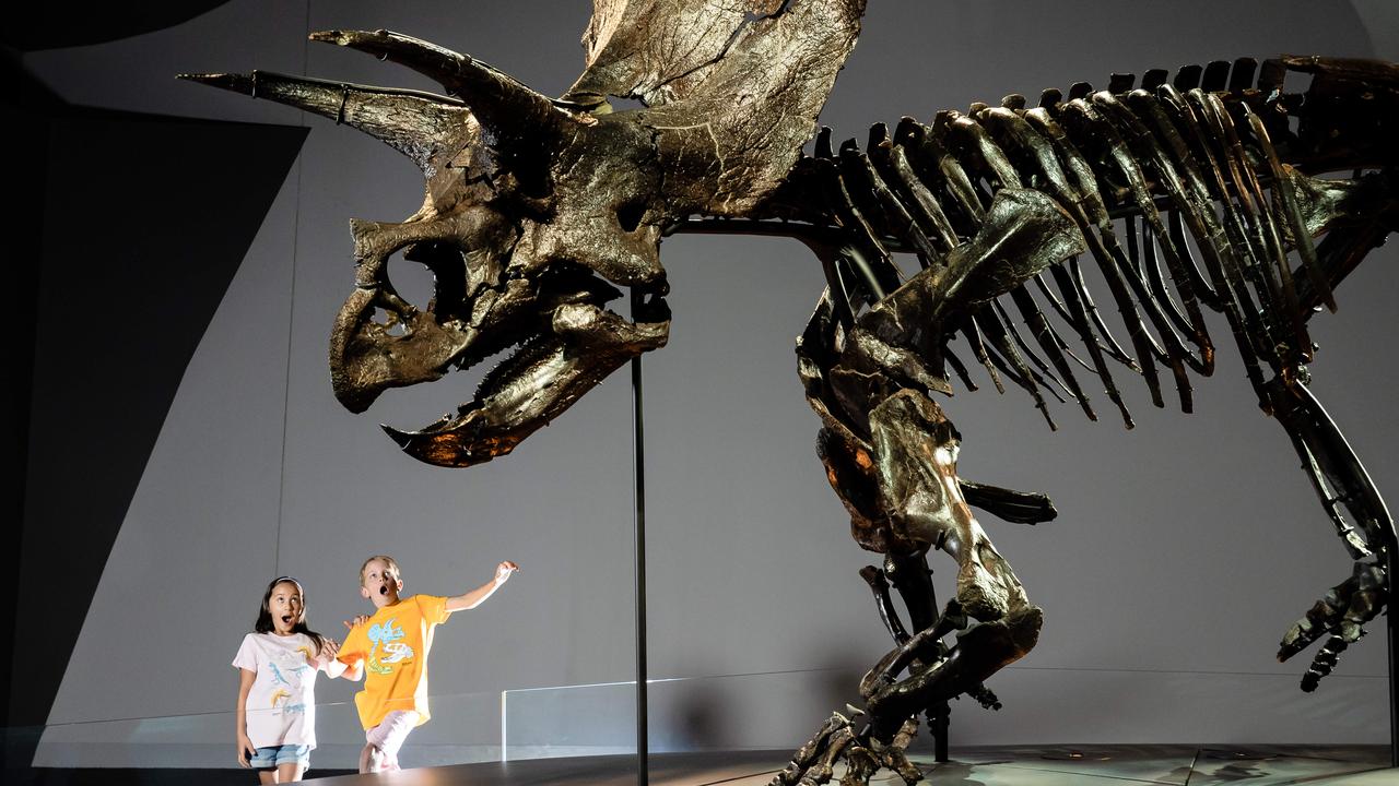 melbourne museum triceratops