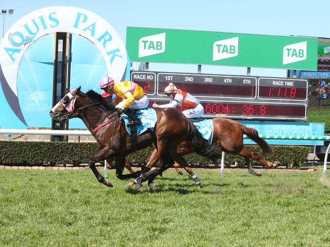 Gold Coast Racing. Race 2 winner Saute. Jockey is Dan Griffin. Trainer is Danny Bougoure