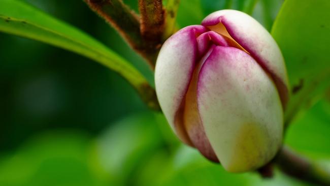 Magnolia Figo, or port wine magnolia.