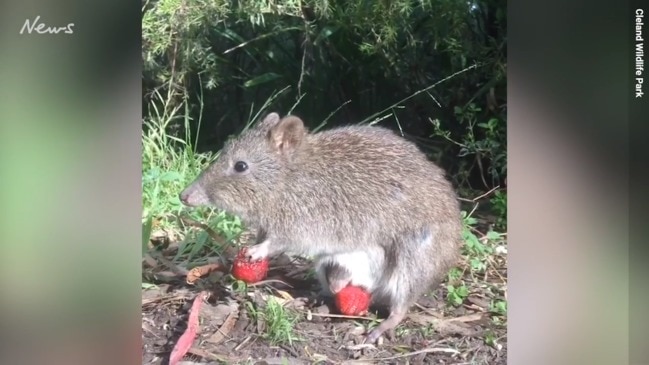 Mother and baby potoroo enjoying a snack in the sunshine