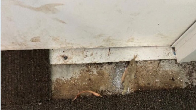 Mould at the Kinari building been discovered at Balnarring Primary School. Picture: Supplied