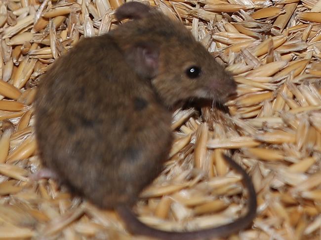 EMBARGO DAILY TELEGRAPH: SUNDAY FOR MONDAYRural communities in western NSW have been battling a plague of mice that are destroying their livelihoods. General photos of mice found hiding under tin in a shed full of oats. shed. Picture: David Swift