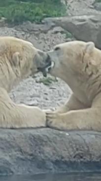 Two male polar bears make an entire zoo feel uncomfortable