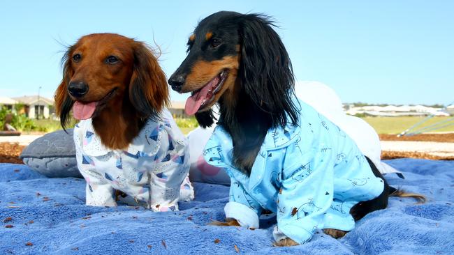 Pajamas with outlet dachshunds on them