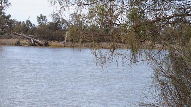 The Murray River near Mildura on Saturday. Picture: Michael DiFabrizio