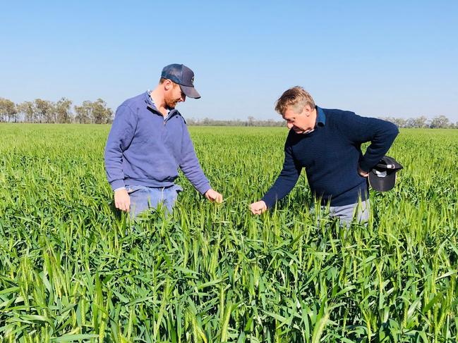 Matthew Madden and his son Alexander have had their crop decimated by the rodents. Picture: supplied. .