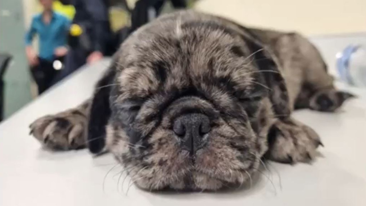 Rusty the eight-week-old pug was rescued after a police raid in Toowoomba on Christmas. Credit: QPSMedia