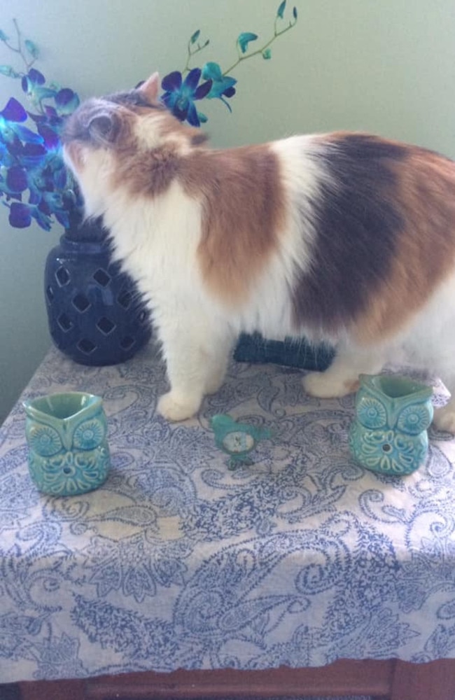 Lexie is so cool, stoping to smell the flowers. Picture: Lea Verrell. Coolest Cat photo competition. Quest Community News and Courier Mail SEA