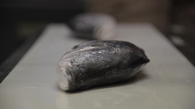 Barramundi on the conveyor belt at James Cook University, Townsville.