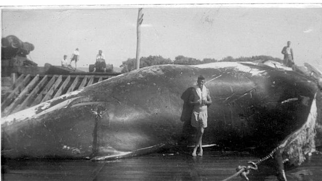 Byron Bay’s whaling industry was booming in the 50s. Picture: Eric Wright "A Whale's Song”.