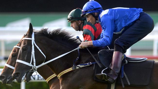 Winx worked alongside stablemate Egg Tart at Randwick. Picture: AAP 