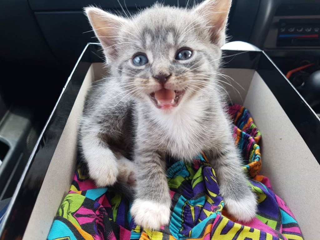 Harley. My daughters new baby boy. Picture: Jodi Bennett. Cutest cats in Pine Rivers.