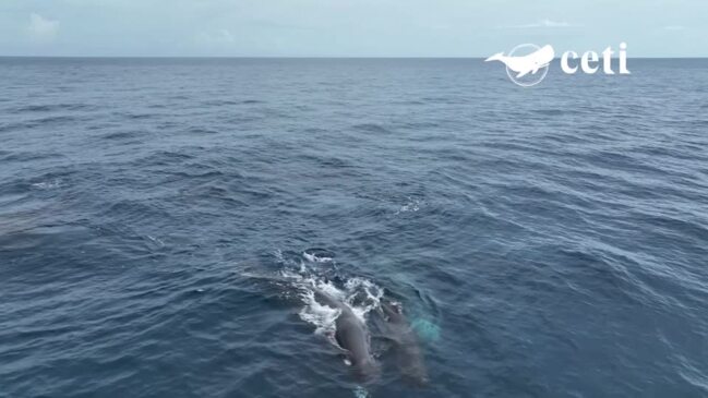 Researchers uncover 'phonetic alphabet' of sperm whales