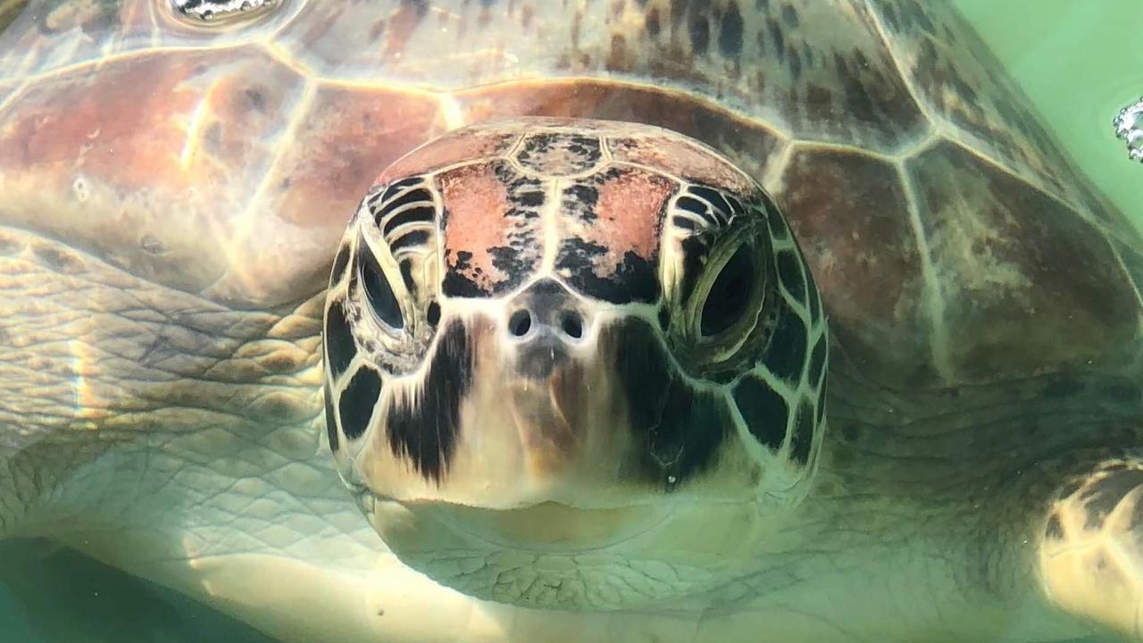 Townsville’s Magnetic Island opens new mobile turtle treatment facility ...