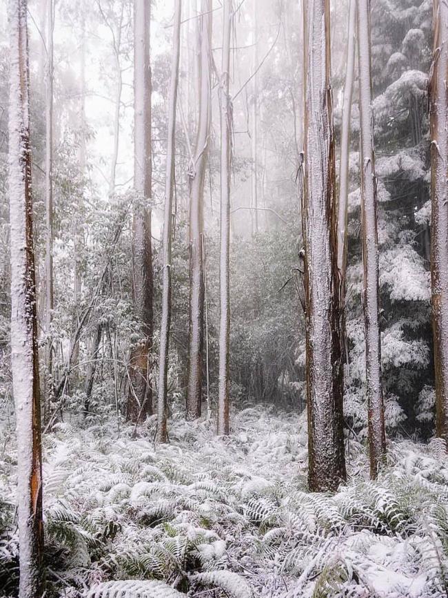 More snow from Mt Macedon this morning. Picture: Facebook