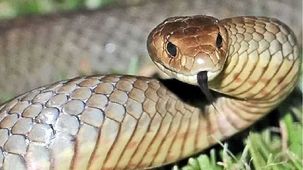 Snakes - Campbelltown City Council