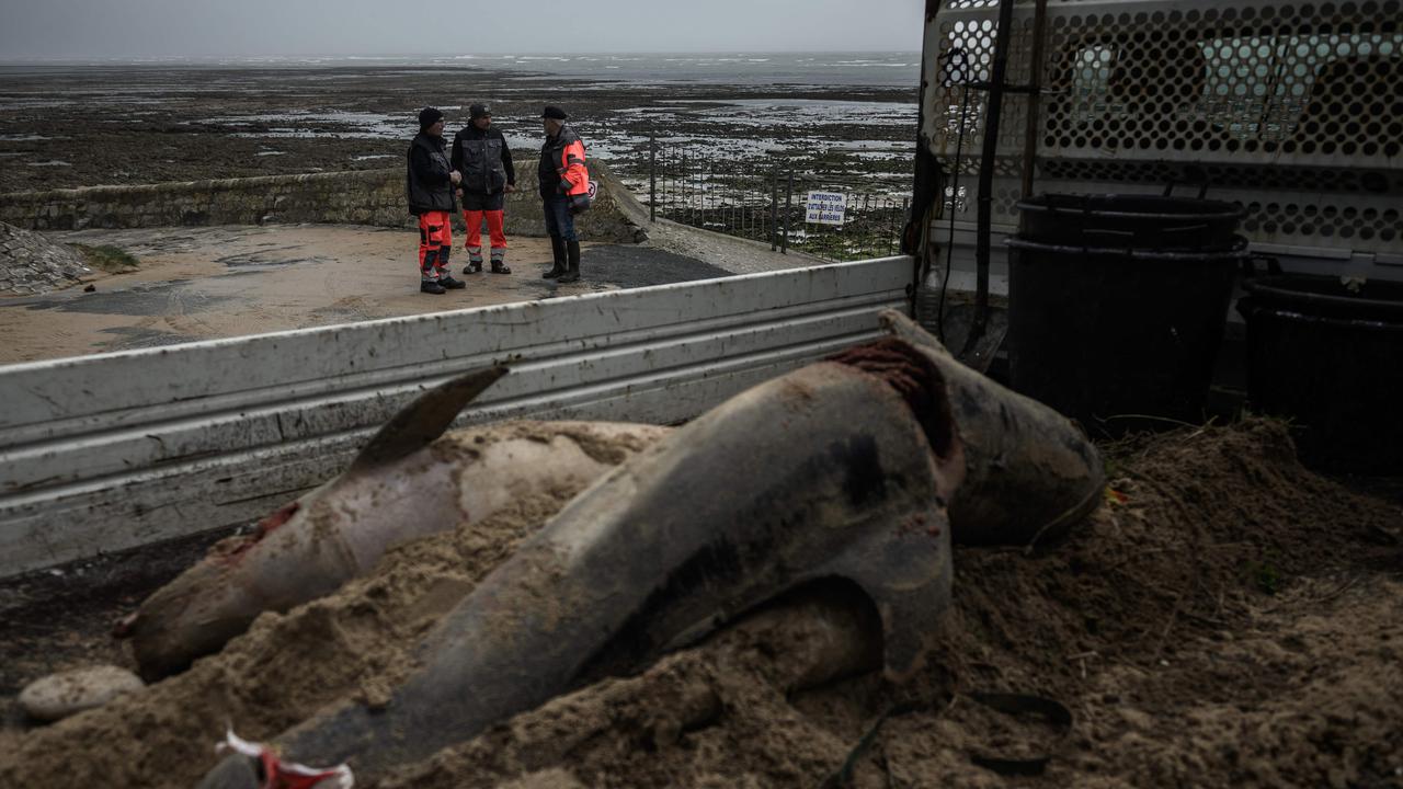 Dozens of dolphin carcasses have been found on the beaches of the French Atlantic coast since Saturday which environmental defense associations attribute to weather conditions and fishing pressure. Picture: Philippe Lopez/AFP