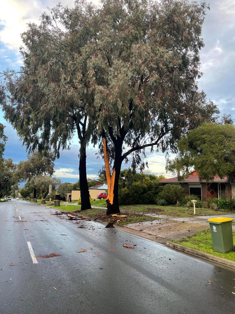 Lightning strike on a tree at Ladywood Road, Modbury Heights. Picture: Luke Harris