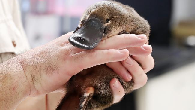 Question 22: Queensland ranger Jason Flessor caring for a young platypus. Picture: Liam Kidston