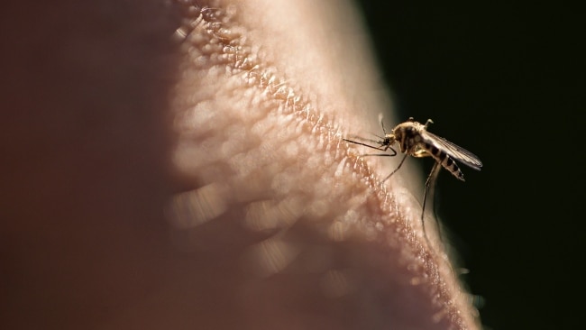 Australia could see an increase in mosquito numbers and bites this year. Picture: Getty Images (stock)