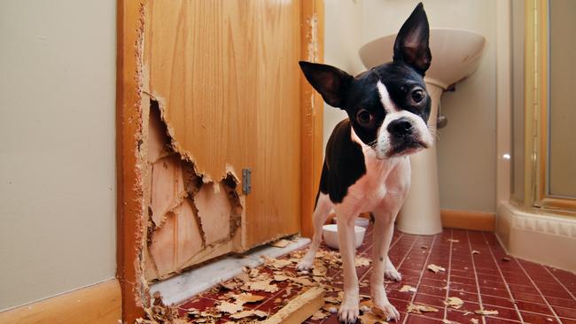 This Boston terrier puppy chewed a hole in the bathroom door. It’s important to reward desirable behaviour during basic furbaby training.