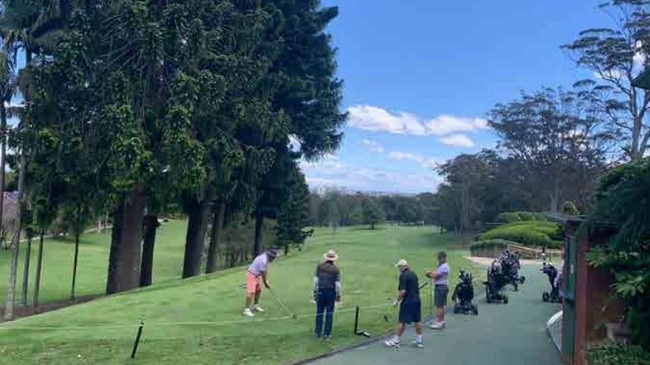 Bunya pine trees at the golf club.