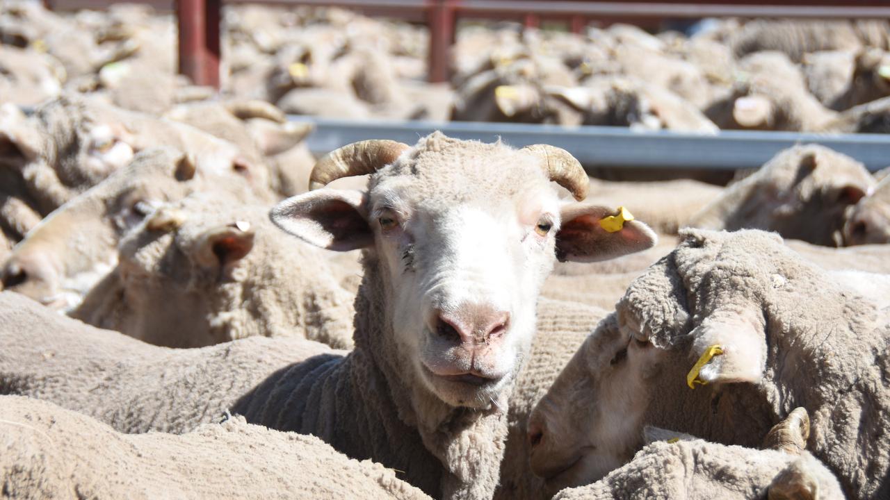 Detectives from the Major and Organised Crime Squad (MOCS) Rural – also known as the Stock Squad – are continuing to enhance their skills to be best placed to work with regional communities and ensure the security of agricultural industries in Queensland.