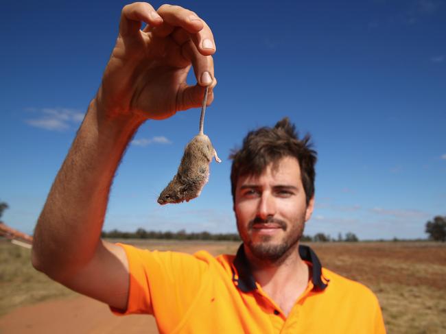 Lockie Roberts holds up a mouse on his farm Mumblepeg in the Dubbo region of NSW. The citrus farmer has been battling a mouse plague that has infested his oat shed. Picture: David Swift