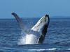 Phillip Island’s ultimate holiday guide