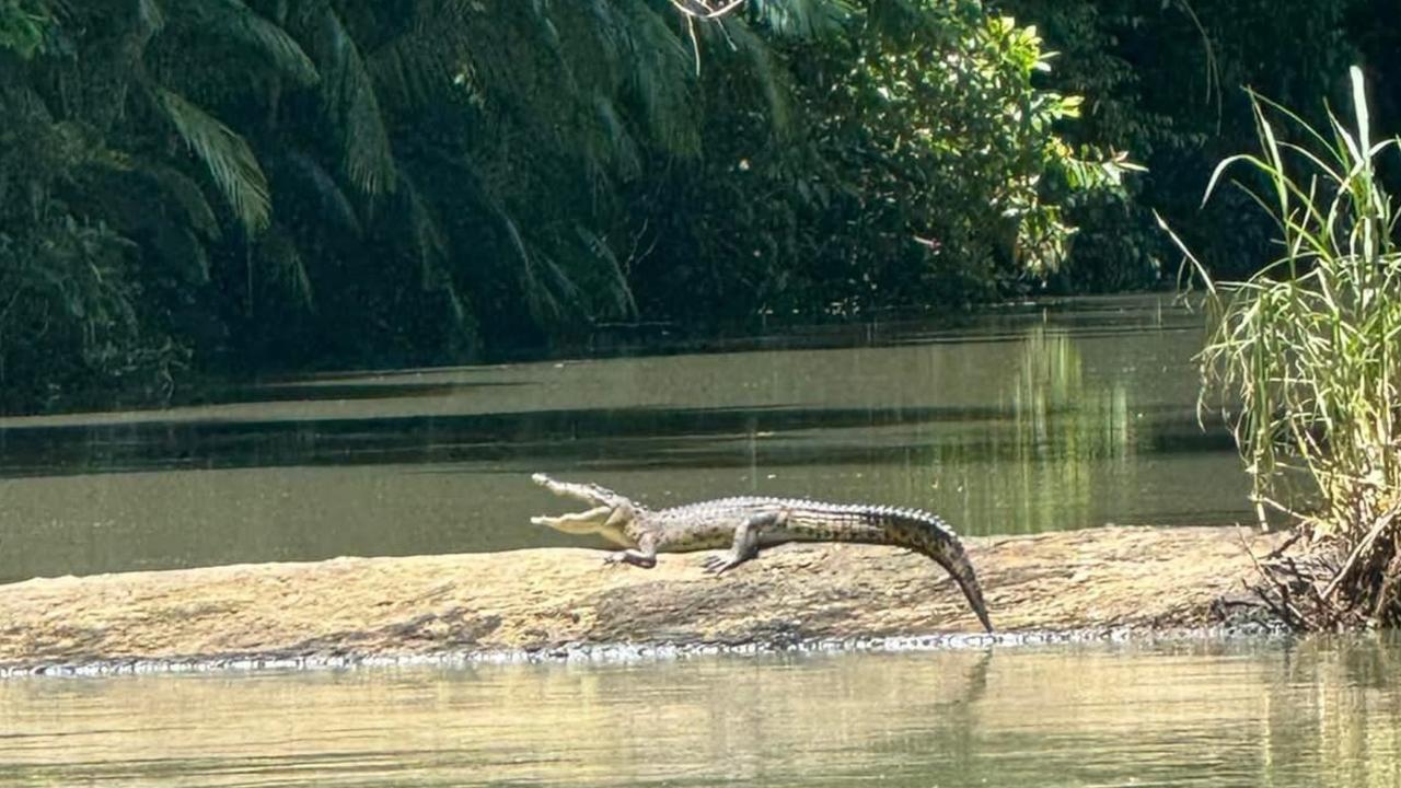 Crocodile spotted near Cedar Creek Falls. Photo: Airlie Adventure Tours