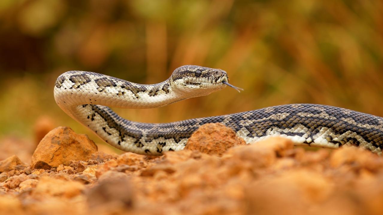 The snake was reported to be a carpet python, a non-venomous snake. Picture: iStock