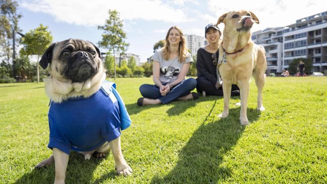 The initiative from the Inner West Council hopes to make its many dog parks more friendly and safe. Picture: Matthew Vasilescu