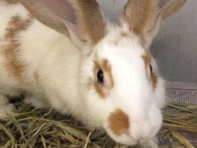 Wendy is a juvenile rabbit who was surrendered because owners where no longer allowed to keep pets at residence and is right on to be an Easter bunny to a lucky home. RSPCA’s price is $25 and she is desexed and vaccinated.