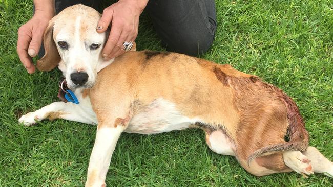 Maddy the beagle had to be euthanised after being confiscated by RSPCA inspectors. Picture: RSPCA.