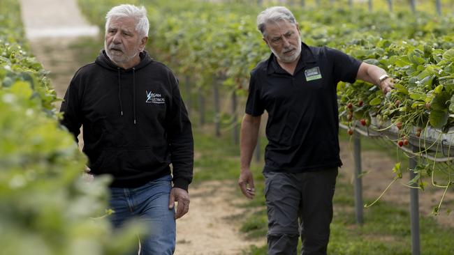 Sam and Dominic Virgara walking through their Adelaide Hills Berry Farm in Uraidla. Picture: Brett Hartwig