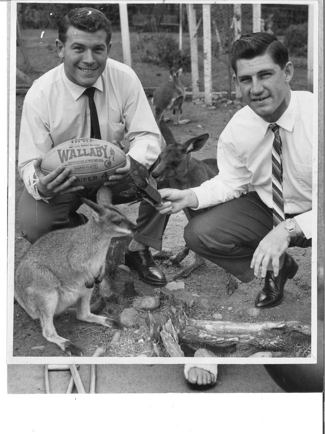 Wallabies of 1963 Dallas O'Neill (left) and Dick Marks with...a wallaby.