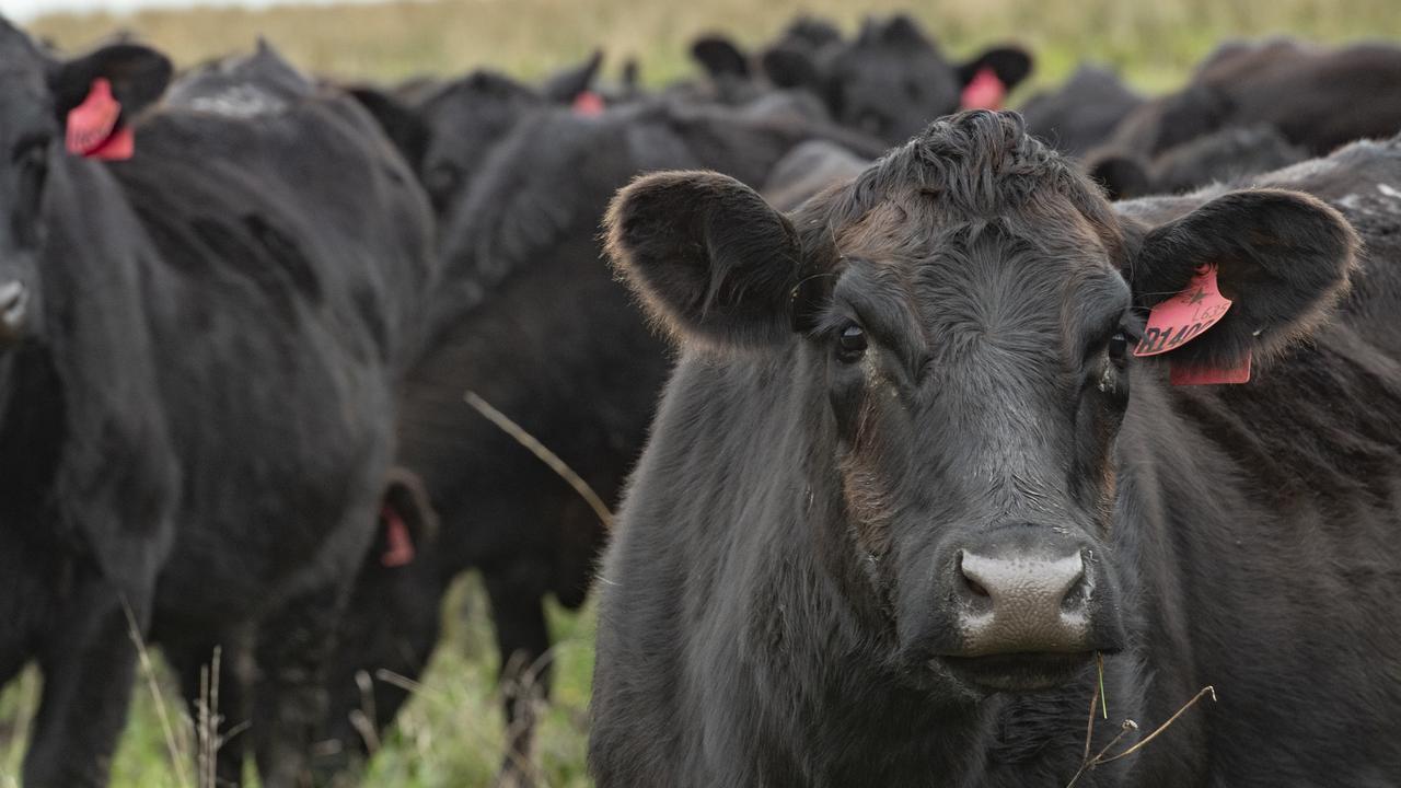 Victorian farmland values have dropped by 6.7 per cent so far this year. Picture: File (Zoe Phillips).