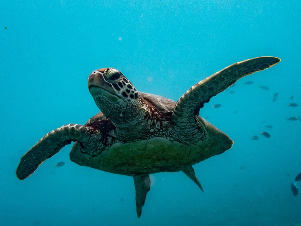 The green sea turtle is listed as vulnerable. Photo: Darren Jew