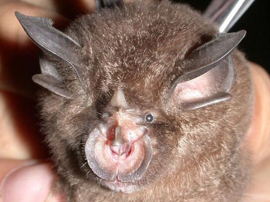 A horseshoe bat