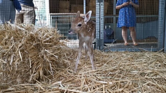 Meet Featherdales week old Reindeer