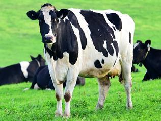 GOVT DAIRY: Daniel Andrews visits dairy farm