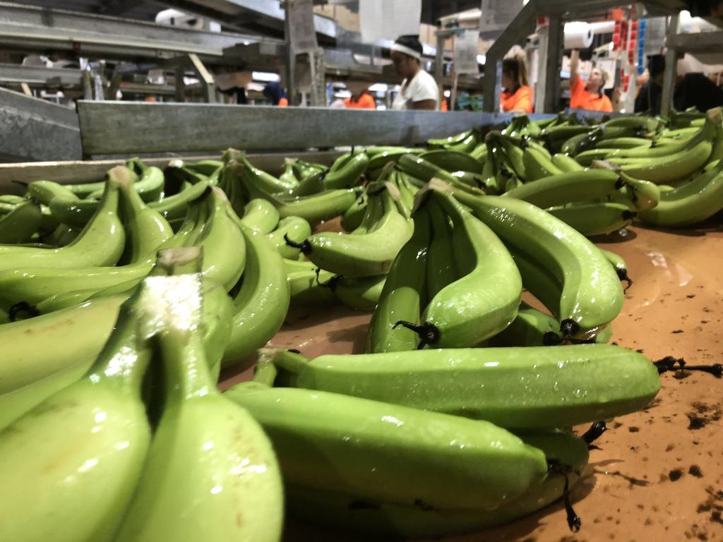 The latest blow to the banana industry comes after years of low prices and critical work shortages during COVID-19. Picture: Rock Ridge Farming