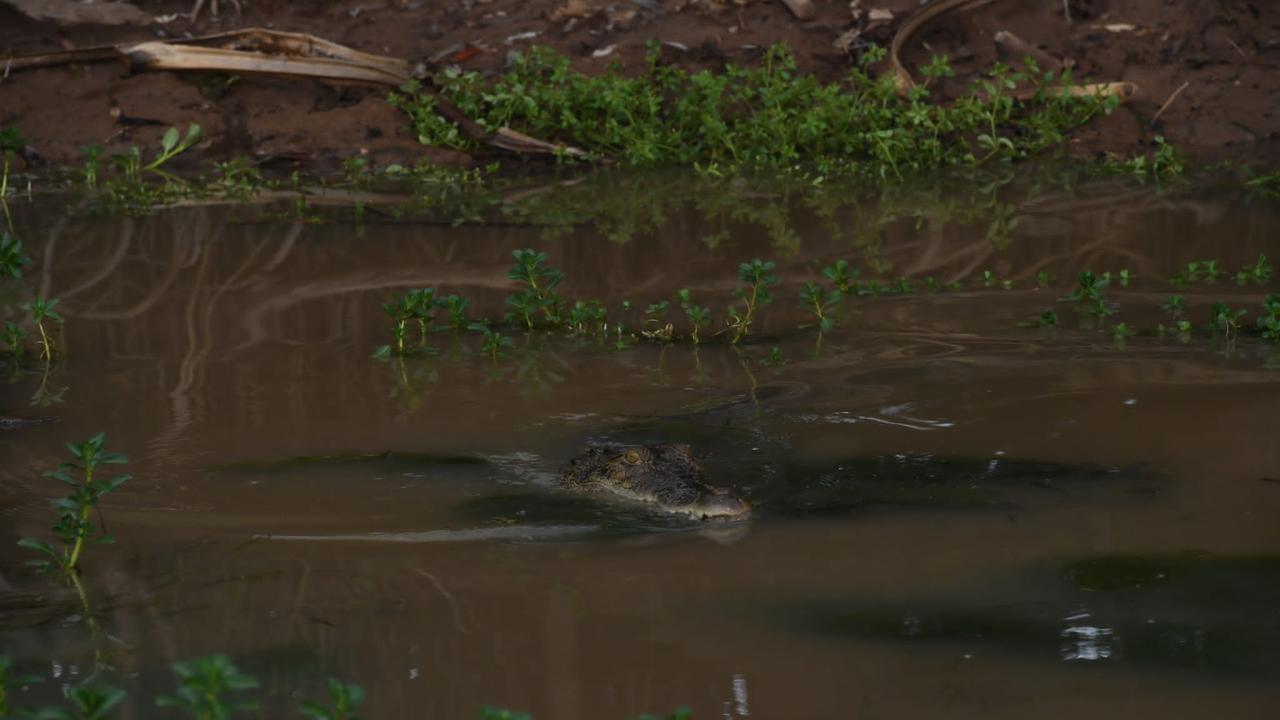 Saltwater croc Kakadu's Yellow River Billabong. Picture: (A)manda Parkinson