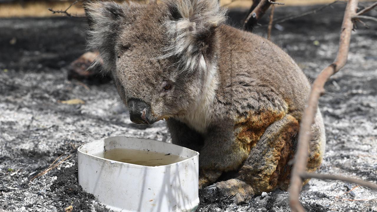 Koalas including this one pictured in Adelaide Hills have been badly impacted by the fires. Picture: Keryn Stevens/AAP